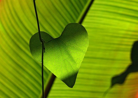 green-547400_1920