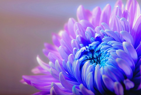 chrysanthemum-1332994_960_720