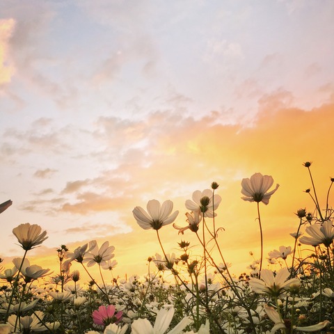 sunset-2669675_1920