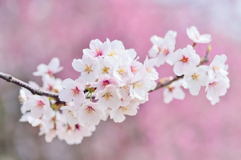 japan-2218781_960_720