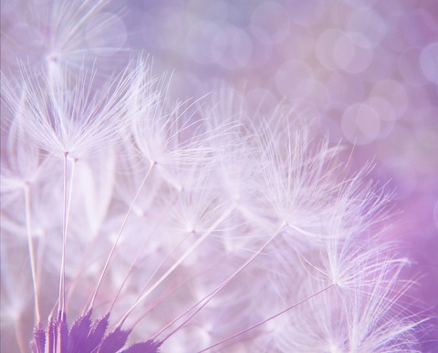 dandelion-923221_1280