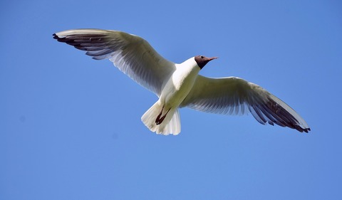 seagull-342718_1920
