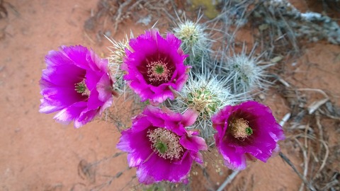 cactus-336757_1920