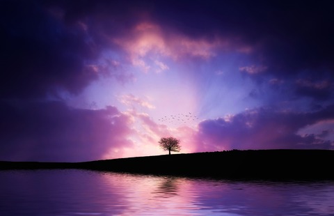 tree-832033