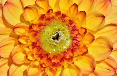 dahlia-3614731_960_720