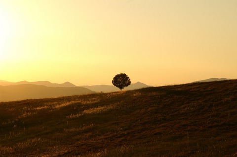 tree-189852_1920