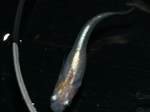 0DSC08316