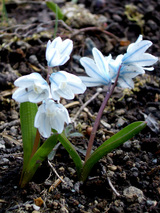 3/31お花