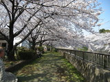 真間川
