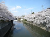 真間川2