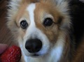 110425_strawberry