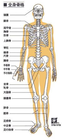 全身骨格_all