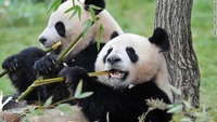 竹animal-panda1