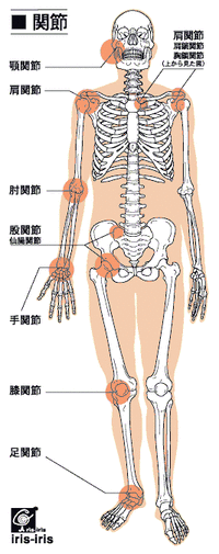 全身関節bjoint_all