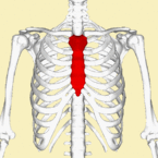 胸骨 145px-Sternum_animation3