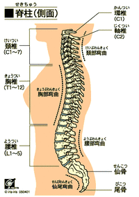 脊柱20100712_1440316