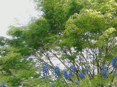 K0010062