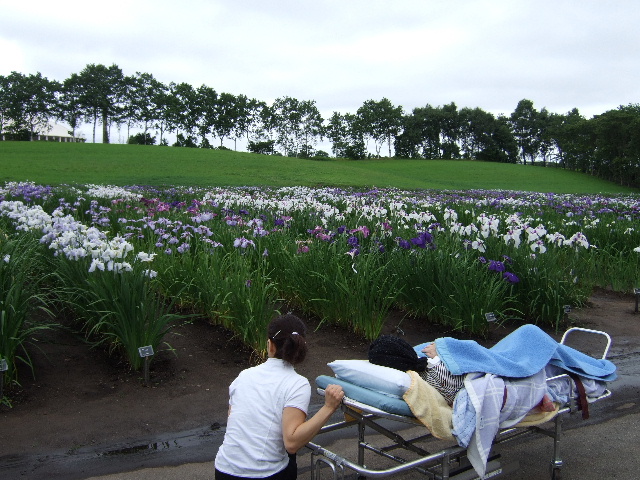 花菖蒲園