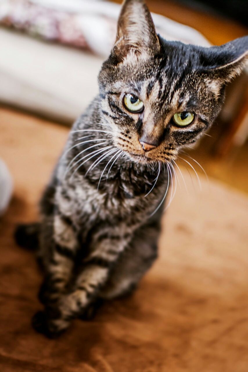 症 亢進 甲状腺 猫 機能