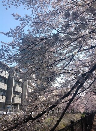 多摩センターの桜