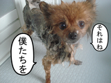 BlogPaint