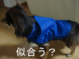 BlogPaint