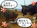 BlogPaint
