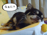 BlogPaint