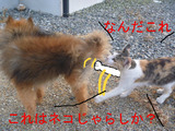 BlogPaint