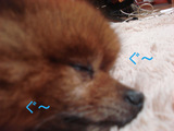 BlogPaint