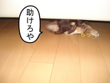 BlogPaint