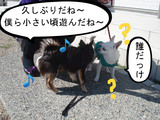 BlogPaint