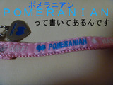 BlogPaint
