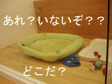 BlogPaint