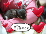 BlogPaint