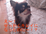 BlogPaint