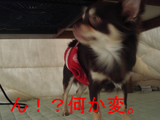BlogPaint