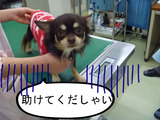 BlogPaint