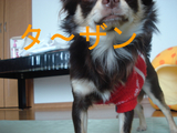 BlogPaint