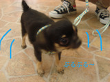 BlogPaint