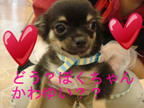 BlogPaint
