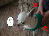 BlogPaint