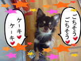 BlogPaint