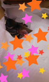 BlogPaint