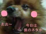 BlogPaint