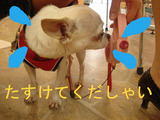 BlogPaint