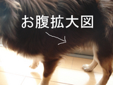 BlogPaint