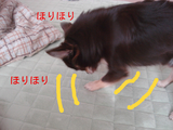 BlogPaint