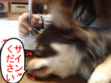 BlogPaint