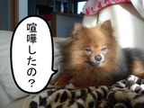 BlogPaint